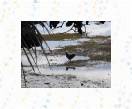 18-Chickens Fishing * 500 x 375 * (60KB)